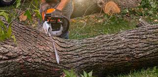 Best Residential Tree Removal  in Medford, MA