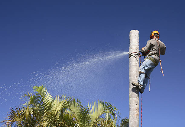 How Our Tree Care Process Works  in  Medford, MA