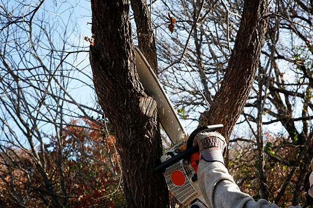 Best Commercial Tree Removal  in Medford, MA